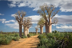 Adansonia za baobabs amid sisal plantation