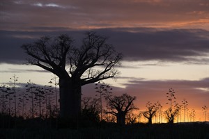 Fine specimens of the large southern Malagasy baobab