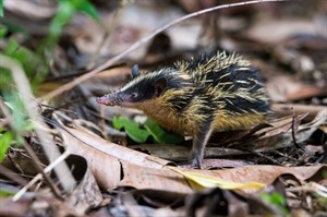 Lowland streaked tenrec can often be seen at night