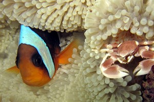 Clownfish in the vibrant reefs near Nosy Sakatia