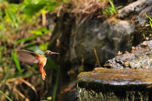 Chaparri Ecolodge, hummingbird