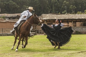 Peruvian Paso horse show