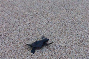 Speak to management about turtle watching in season