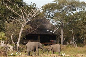 Wildlife at Siwandu Camp
