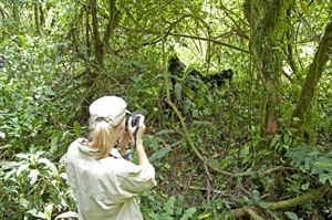 Seeing Gorillas at Sanctuary Gorilla Forest Camp