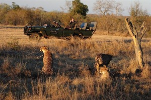 Cheetah Plains On Safari