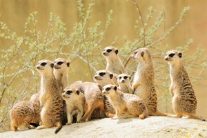 Meerkats at La Plume