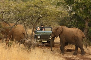 Elephants on Leopard Mountain Game Lodge