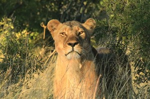 Lion at Nehimba Lodge