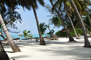 Palm Trees in Zanzibar, Pongwe Beach Hotel