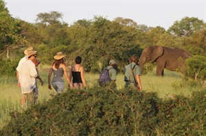 Rhino Walking Safaris