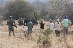 Rhino Walking Safaris