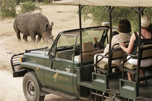 Rhino on safari