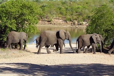 Kruger Park Rest Camps