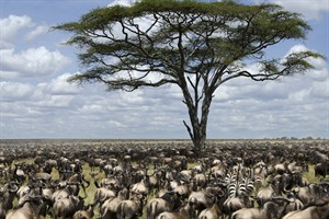 Great Wildebeest Migration in the Serengeti National Park, Tanzania