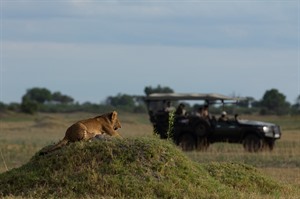 Best of Botswana wildlife and Victoria Falls 6