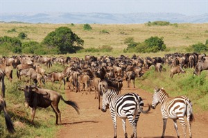 One of the world's great wildlife experiences - Masai Mara migration