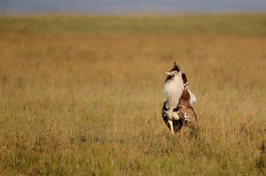 Africa's heaviest flying bird, Kori bustard, displaying, Masai Mara