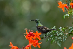 Bronze sunbird is common enough at Loldia House