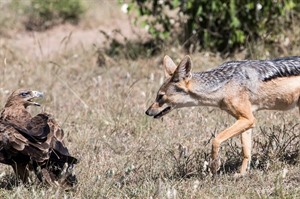 'Its MINE!' - Tawney eagle scolding Black-backed jackal, Masai Mara