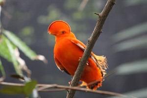 Guianan Cock-of-the-Rock