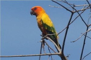 Sun parakeet (post-tour extension)