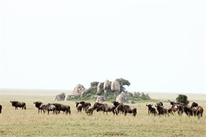 Namiri Plains Safari 12