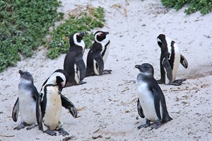 Family Friendly Cape Town &amp; Eastern Cape safari in School Holidays 4