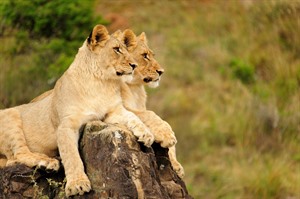 Family Friendly Cape Town &amp; Eastern Cape safari in School Holidays 8