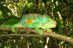 Parson's chameleon, Mitsinjo Forest (Derek Schuurman)