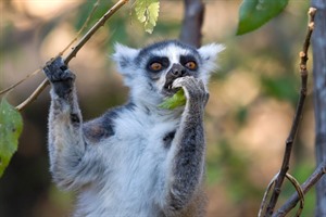 Ringtail lemur at Anja Parc