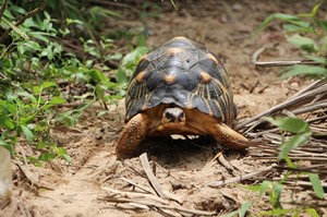 Madagascar radiated tortoise, Critically Endangered