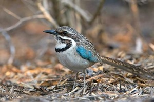 Long-tailed ground-roller, Ifaty (Toky Andriamora)
