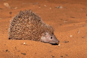 Lesser hedgehog tenrec, Ifaty.