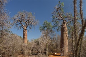 Bottle baobabs and Didiera (Octopus) trees, Ifaty Spiny Bush