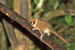 Rufous mouse lemur is easily seen at Ranomafana