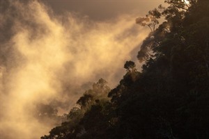 Morning mist lifts off Ranomafana's rainforest canopy