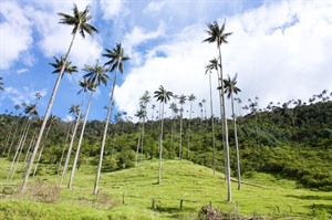 Wax Palm Tree in the Coffee Region