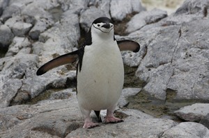 Antarctica, chinstrap penguin