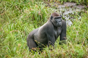 Lowland gorilla in a Bai (marshy forest clearing with salt llick).