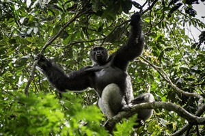 Lowland gorilla silverback at Odzala