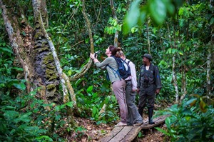 Guided rainforest walk
