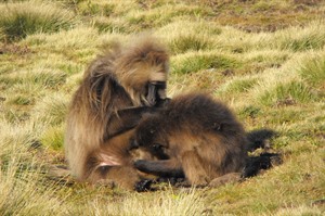 Gelada monkeys grooming each-other, Simiens (Helen)