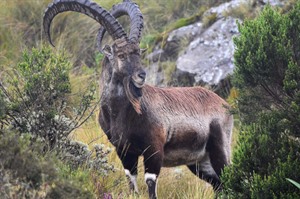 Walia ibex (Endangered), Chennek (ETO)