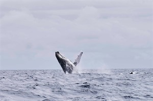 Try your luck Humpback whale-watching in late July - August