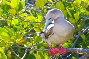 Best of Ecuador &amp; Galapagos Wildlife 1