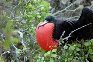 Best of Ecuador &amp; Galapagos Wildlife 2