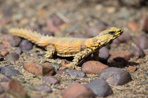 Armadillo girdled lizard (Keith Barnes)