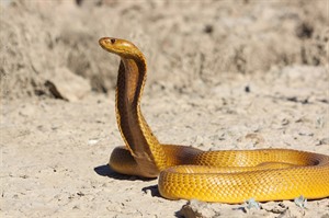 Cape Cobra (Bionerds)