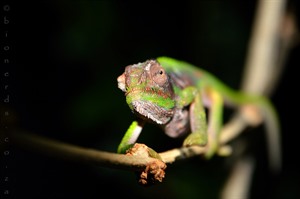 Cape Dwarf Chameleon (Bionerds)